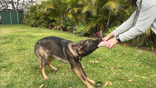 Best-Tug-Toys-for-Large-Dogs-That-Love-to-Play-Rough BigDogThings.com.au
