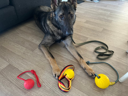 How-to-Choose-Durable-Toys-for-Heavy-Chewer-Dogs BigDogThings.com.au