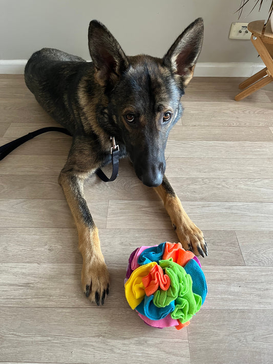 Top-Puzzle-Toys-to-Keep-Large-Breeds-Mentally-Stimulated BigDogThings.com.au
