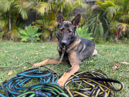 Tips-for-Training-Your-Dog-on-Long-Lines BigDogThings.com.au