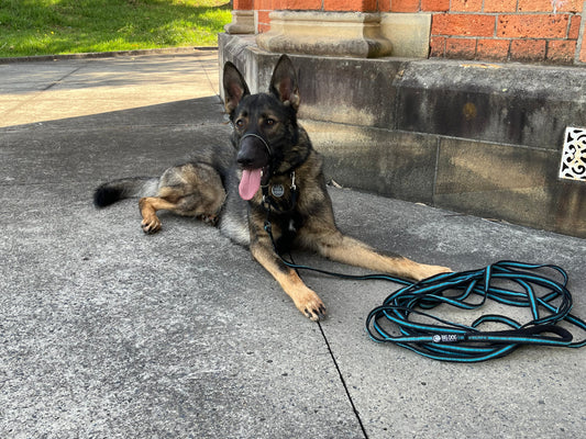 Why-Long-Leads-Are-Essential-for-Training-Large-Breeds BigDogThings.com.au
