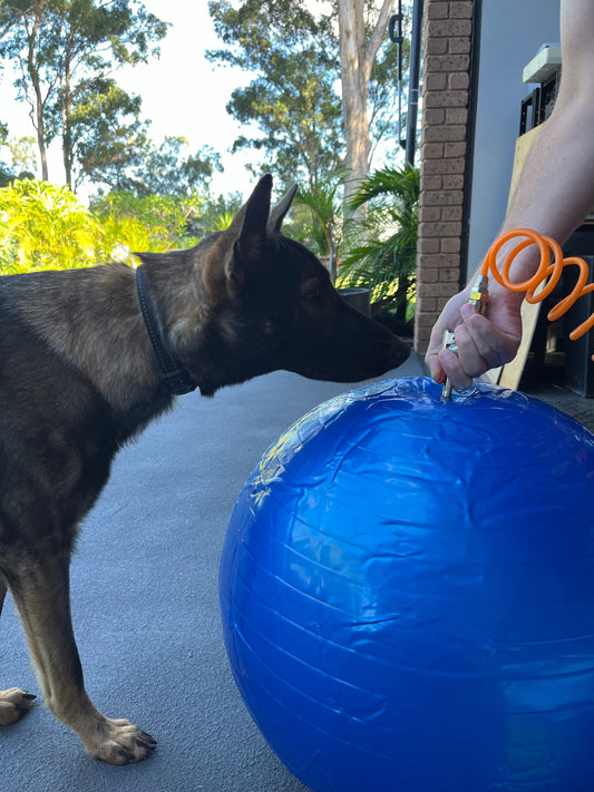 Horse-Balls-A-Dog-s-Dream-and-Our-Biggest-Waste-of-Money BigDogThings.com.au