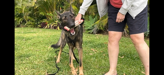Tug-of-War-More-than-a-Game BigDogThings.com.au