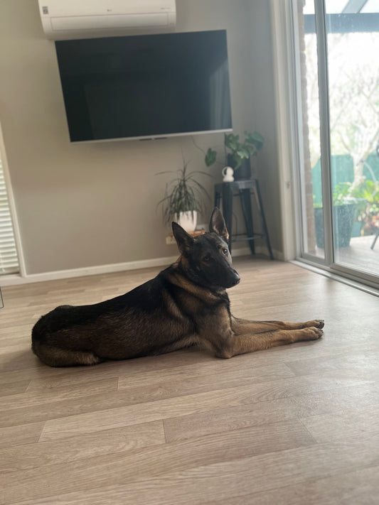 Meet-Mack BigDogThings.com.au