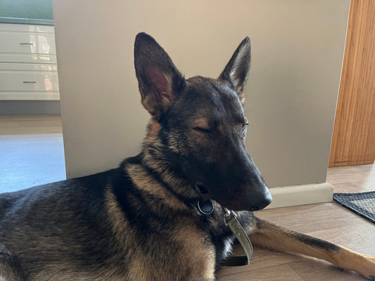 Real-People.-Real-Dogs.-Real-Life. BigDogThings.com.au