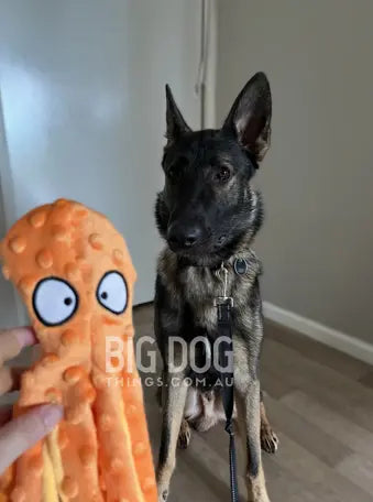 Orange Octopus BigDogThings.com.au