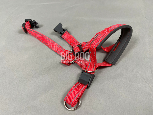 Head control collar (head halter) fitted on a large breed dog