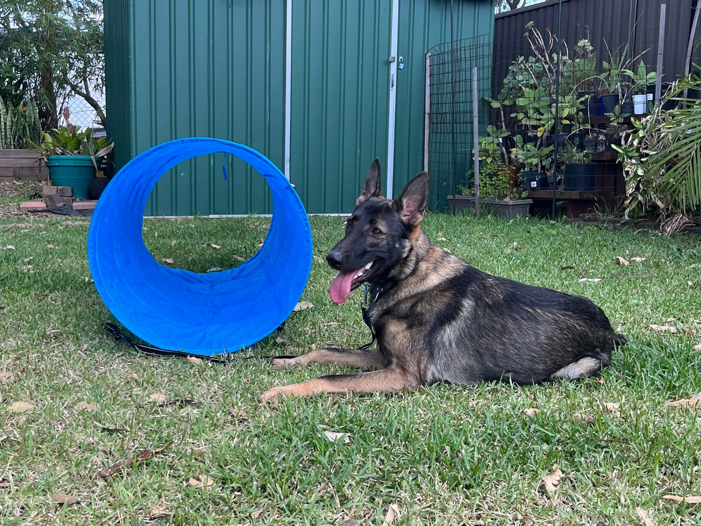 Agility set for dogs including hurdles and training equipment