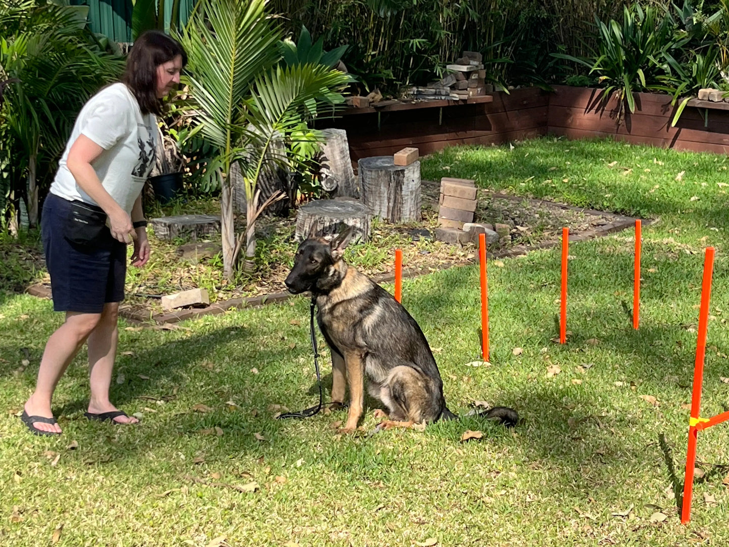 Agility set for dogs including hurdles and training equipment