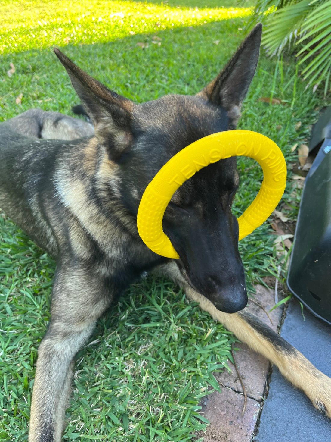 A Complete Guide to Entertaining Large Dogs Indoors