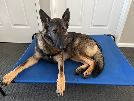 When Your Dog's "Hello" Knocks People Over: Teaching Big Dogs Not to Jump BigDogThings.com.au