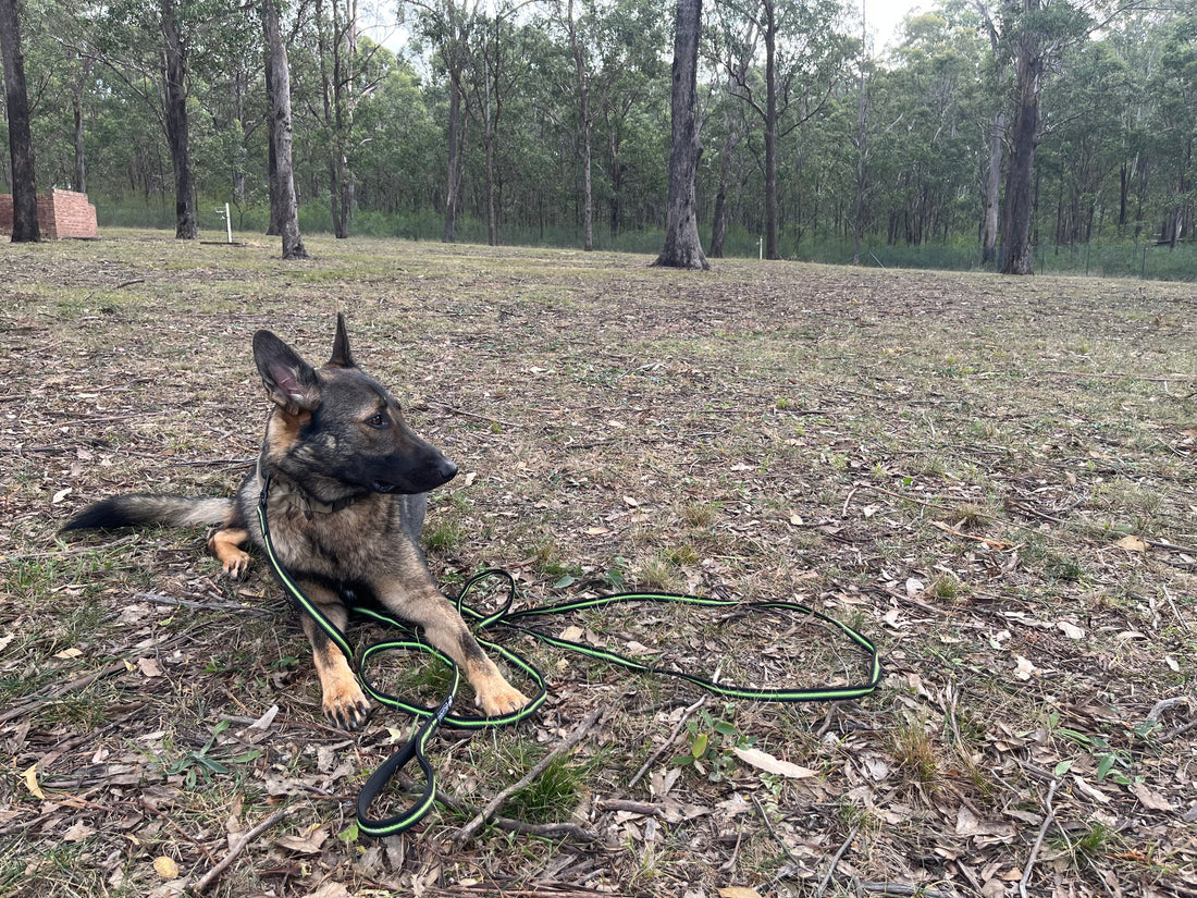 5m, 10m or 15m? How to Choose the Right Long Line Length for Your Big Dog BigDogThings.com.au
