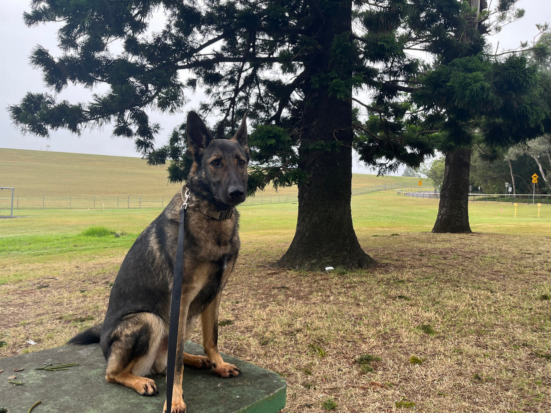How I Ended Up on a Prong Collar — and Why I'm Trying to Get Off It BigDogThings.com.au