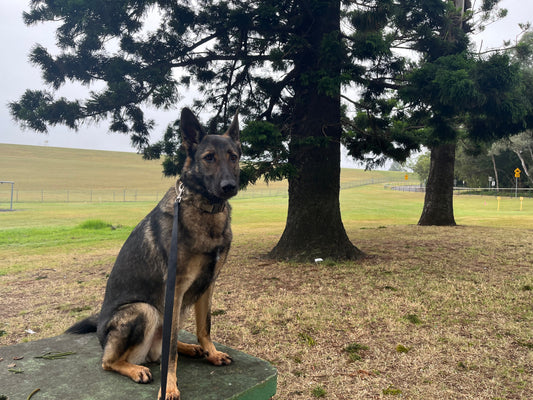 How I Ended Up on a Prong Collar — and Why I'm Trying to Get Off It BigDogThings.com.au