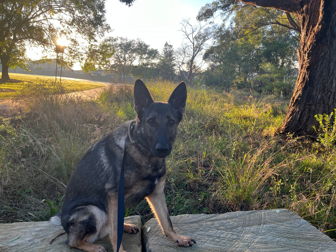 Hands-Free Dog Leads: Brilliant for Some Big Dogs, Wrong for Others — Here's How to Tell BigDogThings.com.au