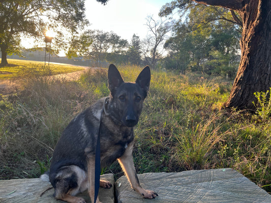 Hands-Free Dog Leads: Brilliant for Some Big Dogs, Wrong for Others — Here's How to Tell BigDogThings.com.au