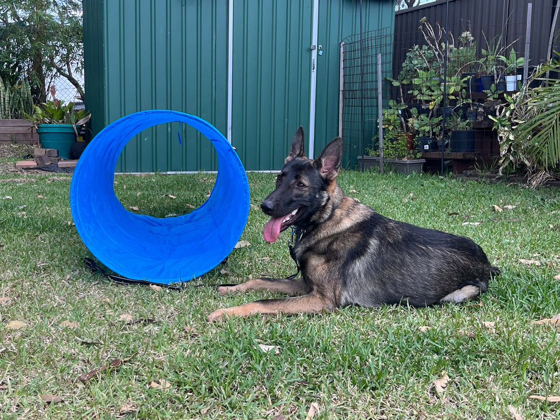 Mack's Agility Adventures: A Backyard Journey