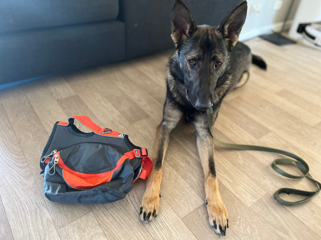 Mack’s Backpack Journey: How Carrying Gear Transformed Our Walks