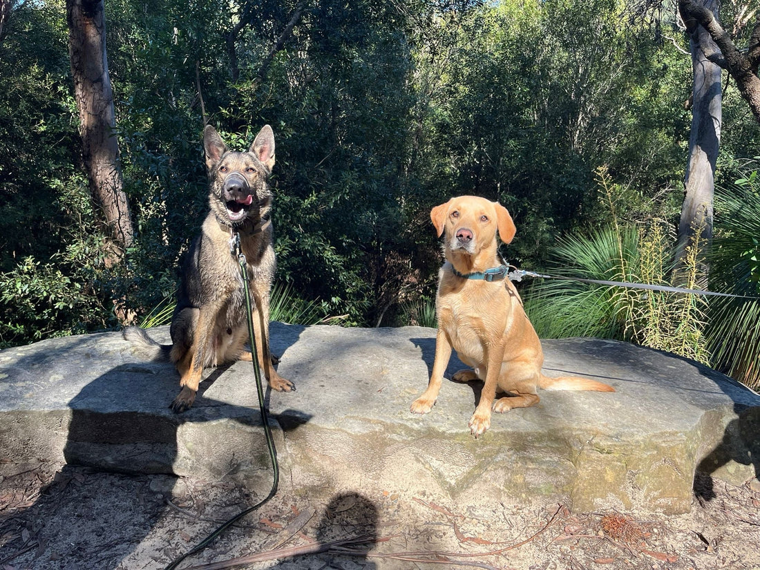 Mack the German Shepherd and Bruce the Labrador together during a dog-sitting stay