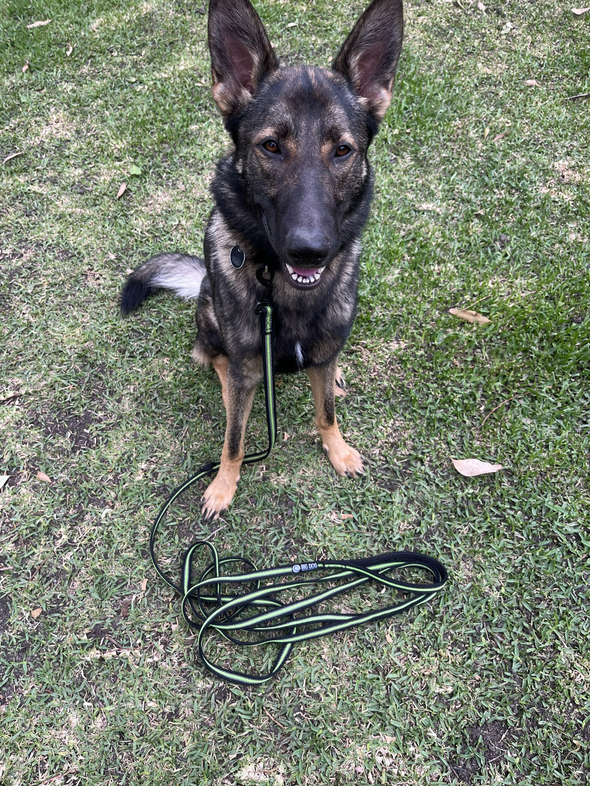 BDT Training – Single Session Big Dog Things