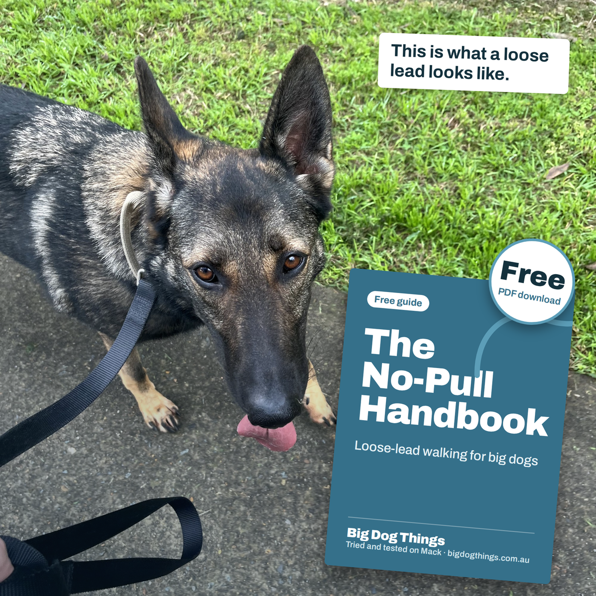 The No-Pull Handbook — Free Loose-Lead Walking Guide BigDogThings.com.au
